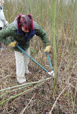 Cutting Living Willow Rods with long handled loppers