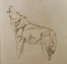 Pencil drawing of howling wolf