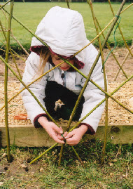Living willow tunnel built by school pupils for their school garden