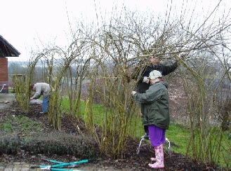 Volunteers maintaining a living willow sculpture in winter