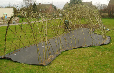 Living Willow Tunnel completed by primary pupils in a day