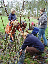 Constructing a Living Willow 'Fedge' or Fence Hedge